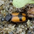Crucifix ground beetle - Panagaeus cruxmajor | Fotografijos autorius : Romas Ferenca | © Macronature.eu | Macro photography web site