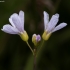 Cuckoo flower - Cardamine pratensis | Fotografijos autorius : Žilvinas Pūtys | © Macronature.eu | Macro photography web site