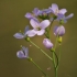 Cuckoo flower - Cardamine pratensis | Fotografijos autorius : Kęstutis Obelevičius | © Macronature.eu | Macro photography web site