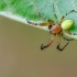 Cucumber green spider | Araniella cucurbitina | Fotografijos autorius : Darius Baužys | © Macrogamta.lt | Šis tinklapis priklauso bendruomenei kuri domisi makro fotografija ir fotografuoja gyvąjį makro pasaulį.