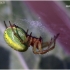 Cucumber green spider - Araniella cucurbitina | Fotografijos autorius : Valdimantas Grigonis | © Macrogamta.lt | Šis tinklapis priklauso bendruomenei kuri domisi makro fotografija ir fotografuoja gyvąjį makro pasaulį.