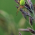 Cucumber green spider - Araniella cucurbitina | Fotografijos autorius : Žygimantas Obelevičius | © Macrogamta.lt | Šis tinklapis priklauso bendruomenei kuri domisi makro fotografija ir fotografuoja gyvąjį makro pasaulį.