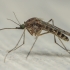 Culicine mosquito - Culiseta alaskensis | Fotografijos autorius : Gintautas Steiblys | © Macronature.eu | Macro photography web site