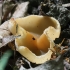 Cup fungus - Peziza ampliata  | Fotografijos autorius : Vytautas Gluoksnis | © Macronature.eu | Macro photography web site