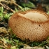 Pusrutulinė humaria - Humaria hemisphaerica | Fotografijos autorius : Gintautas Steiblys | © Macrogamta.lt | Šis tinklapis priklauso bendruomenei kuri domisi makro fotografija ir fotografuoja gyvąjį makro pasaulį.