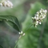 Dėmėtasis rūgtis - Persicaria maculosa  | Fotografijos autorius : Vytautas Gluoksnis | © Macrogamta.lt | Šis tinklapis priklauso bendruomenei kuri domisi makro fotografija ir fotografuoja gyvąjį makro pasaulį.