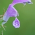 Dėmėtoji notrelė - Lamium maculatum | Fotografijos autorius : Gintautas Steiblys | © Macrogamta.lt | Šis tinklapis priklauso bendruomenei kuri domisi makro fotografija ir fotografuoja gyvąjį makro pasaulį.
