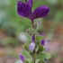 Dailusis šalavijas - Salvia viridis | Fotografijos autorius : Gintautas Steiblys | © Macrogamta.lt | Šis tinklapis priklauso bendruomenei kuri domisi makro fotografija ir fotografuoja gyvąjį makro pasaulį.