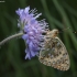 Dark Green Fritillary - Speyeria aglaja | Fotografijos autorius : Žilvinas Pūtys | © Macronature.eu | Macro photography web site