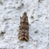 Dark Pine Knot-horn - Dioryctria abietella | Fotografijos autorius : Vytautas Gluoksnis | © Macronature.eu | Macro photography web site