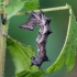 Dark Spectacle - Abrostola triplasia, caterpillar | Fotografijos autorius : Darius Baužys | © Macronature.eu | Macro photography web site