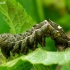 Dark Spectacle - Abrostola triplasia, caterpillar | Fotografijos autorius : Romas Ferenca | © Macronature.eu | Macro photography web site