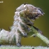 Dark Spectacle - Abrostola triplasia, caterpillar | Fotografijos autorius : Arūnas Eismantas | © Macronature.eu | Macro photography web site