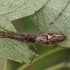 Dark stretch-spider - Tetragnatha nigrita | Fotografijos autorius : Gintautas Steiblys | © Macronature.eu | Macro photography web site