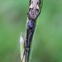 Tamsusis storažandis - Tetragnatha nigrita | Fotografijos autorius : Algirdas Vilkas | © Macronature.eu | Macro photography web site