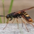 Dark-horned Trembling Woodwasp - Tremex fuscicornis | Fotografijos autorius : Žilvinas Pūtys | © Macronature.eu | Macro photography web site