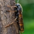 Dark-horned Trembling Woodwasp - Tremex fuscicornis | Fotografijos autorius : Oskaras Venckus | © Macronature.eu | Macro photography web site