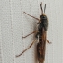 Dark-horned Trembling Woodwasp - Tremex fuscicornis | Fotografijos autorius : Darius Baužys | © Macronature.eu | Macro photography web site