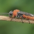 Dark-winged Weeper - Dolerus germanicus | Fotografijos autorius : Gintautas Steiblys | © Macronature.eu | Macro photography web site