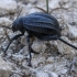 Darkling Beetle - Adesmia dilatata | Fotografijos autorius : Gintautas Steiblys | © Macronature.eu | Macro photography web site