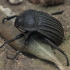 Darkling Beetle - Alphasida cf. chauveneti | Fotografijos autorius : Gintautas Steiblys | © Macronature.eu | Macro photography web site