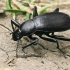 Darkling Beetle - Blaps gigas | Fotografijos autorius : Gintautas Steiblys | © Macronature.eu | Macro photography web site