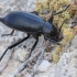 Darkling Beetle - Blaps plana | Fotografijos autorius : Gintautas Steiblys | © Macronature.eu | Macro photography web site