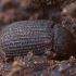 Darkling Beetle - Eledona agricola | Fotografijos autorius : Žilvinas Pūtys | © Macronature.eu | Macro photography web site