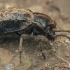 Darkling Beetle - Sepidium sp. | Fotografijos autorius : Gintautas Steiblys | © Macronature.eu | Macro photography web site