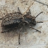 Darkling Beetle - Sepidium sp. | Fotografijos autorius : Gintautas Steiblys | © Macronature.eu | Macro photography web site