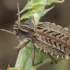 Darkling Beetle - Sepidium sp. | Fotografijos autorius : Gintautas Steiblys | © Macronature.eu | Macro photography web site