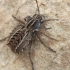 Darkling Beetle - Sepidium sp. | Fotografijos autorius : Gintautas Steiblys | © Macronature.eu | Macro photography web site