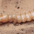 Darkling Beetle's - Tenebrionidae larva  | Fotografijos autorius : Gintautas Steiblys | © Macronature.eu | Macro photography web site