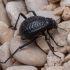 Darkling beetle - Adesmia sp. | Fotografijos autorius : Žilvinas Pūtys | © Macronature.eu | Macro photography web site