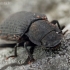 Darkling beetle - Bolitophagus reticulatus  | Fotografijos autorius : Gintautas Steiblys | © Macronature.eu | Macro photography web site