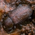 Darkling beetle - Bolitophagus reticulatus | Fotografijos autorius : Kazimieras Martinaitis | © Macrogamta.lt | Šis tinklapis priklauso bendruomenei kuri domisi makro fotografija ir fotografuoja gyvąjį makro pasaulį.