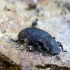 Darkling beetle - Bolitophagus reticulatus | Fotografijos autorius : Romas Ferenca | © Macronature.eu | Macro photography web site