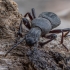 Darkling beetle - Cephalostenus demaisoni ♂ | Fotografijos autorius : Žilvinas Pūtys | © Macrogamta.lt | Šis tinklapis priklauso bendruomenei kuri domisi makro fotografija ir fotografuoja gyvąjį makro pasaulį.