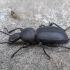 Darkling beetle - Cephalostenus orbicollis | Fotografijos autorius : Žilvinas Pūtys | © Macronature.eu | Macro photography web site