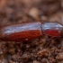 Darkling beetle - Corticeus unicolor | Fotografijos autorius : Žilvinas Pūtys | © Macronature.eu | Macro photography web site