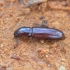 Darkling beetle - Corticeus unicolor | Fotografijos autorius : Kazimieras Martinaitis | © Macronature.eu | Macro photography web site
