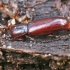 Darkling beetle - Corticeus unicolor | Fotografijos autorius : Gintautas Steiblys | © Macronature.eu | Macro photography web site
