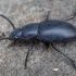 Darkling beetle - Dailognatha caraboides | Fotografijos autorius : Žilvinas Pūtys | © Macronature.eu | Macro photography web site
