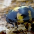 Darkling beetle - Diaperis boleti  | Fotografijos autorius : Gintautas Steiblys | © Macronature.eu | Macro photography web site