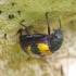 Darkling beetle - Diaperis boleti | Fotografijos autorius : Romas Ferenca | © Macronature.eu | Macro photography web site