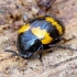 Darkling beetle - Diaperis boleti | Fotografijos autorius : Romas Ferenca | © Macrogamta.lt | Šis tinklapis priklauso bendruomenei kuri domisi makro fotografija ir fotografuoja gyvąjį makro pasaulį.