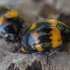 Raštuotasis juodvabalis - Diaperis boleti | Fotografijos autorius : Žilvinas Pūtys | © Macronature.eu | Macro photography web site