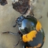 Darkling beetle - Diaperis boleti | Fotografijos autorius : Gintautas Steiblys | © Macronature.eu | Macro photography web site