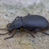 Darkling beetle - Euboeus sp. | Fotografijos autorius : Žilvinas Pūtys | © Macronature.eu | Macro photography web site