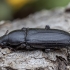 Darkling beetle - Menephilus cylindricus | Fotografijos autorius : Žilvinas Pūtys | © Macronature.eu | Macro photography web site